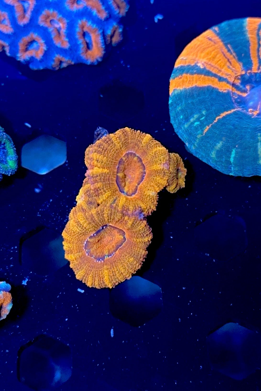 Rainbow Acans WYSIWYG