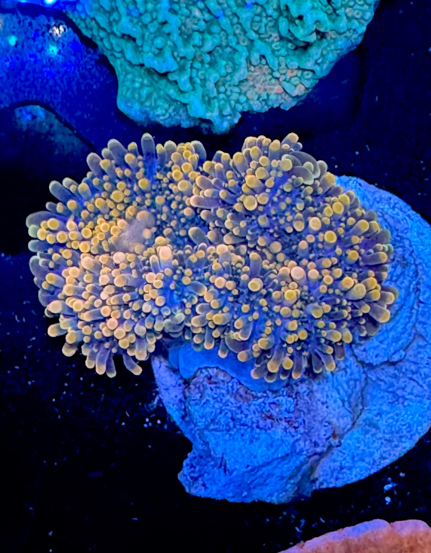 Mushroom coral Orange Yuma WYSIWYG