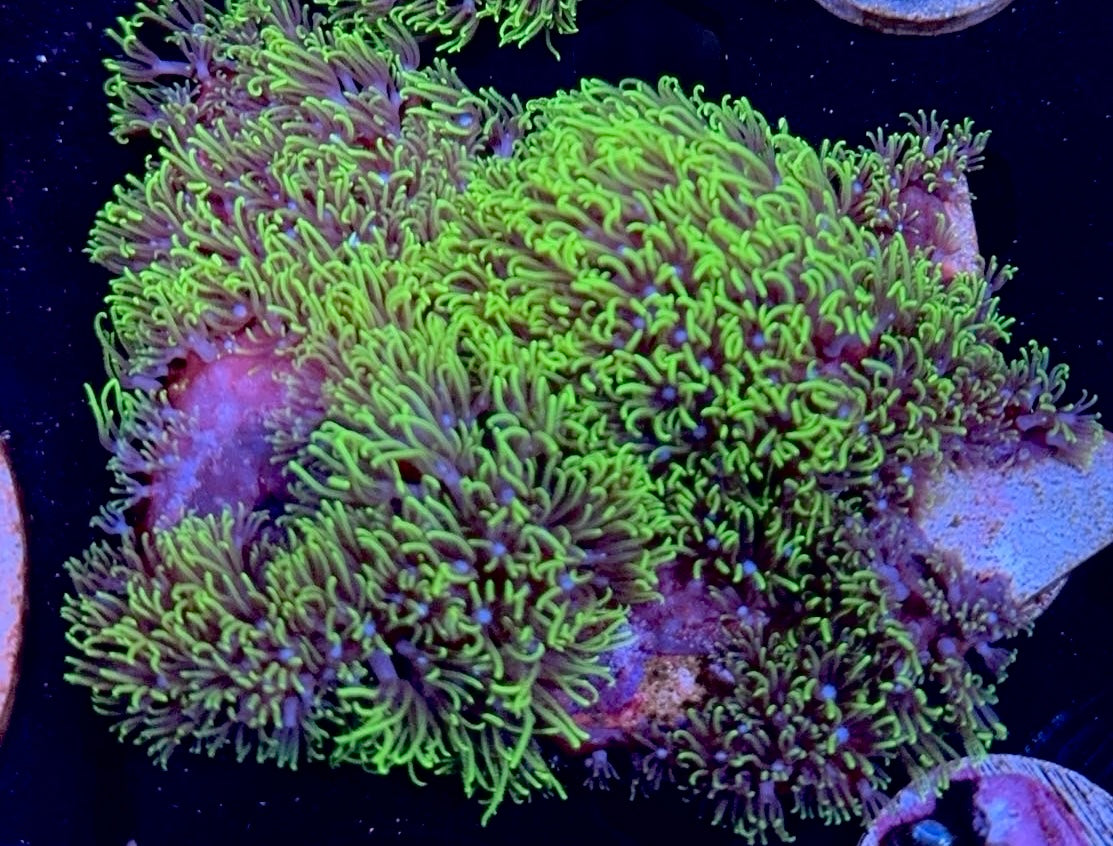 GSP Frags