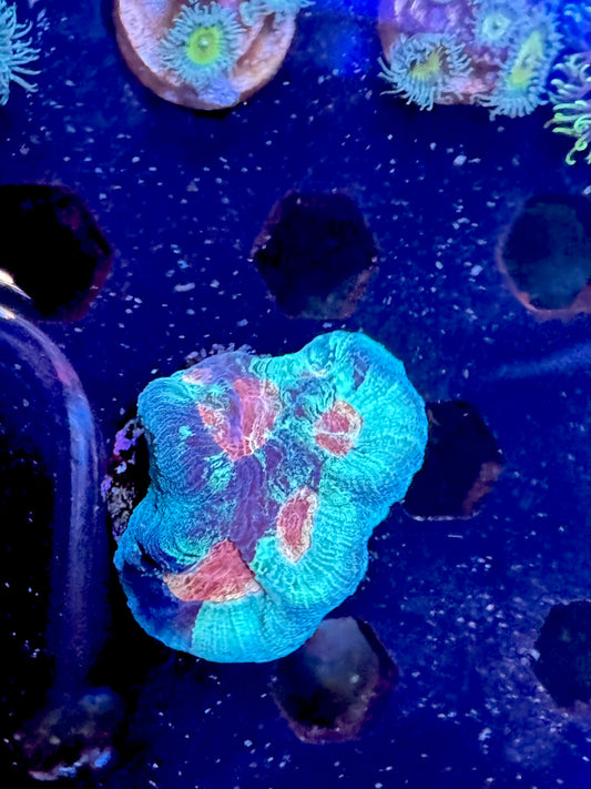 Montastraea Coral WYSIWYG