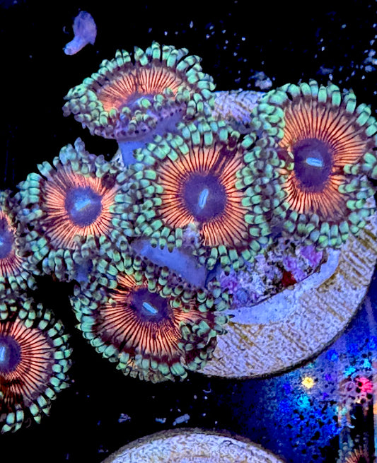 Pink/Green/Purple Zoa WYSIWYG