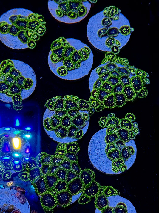 Exosphere Zoanthid