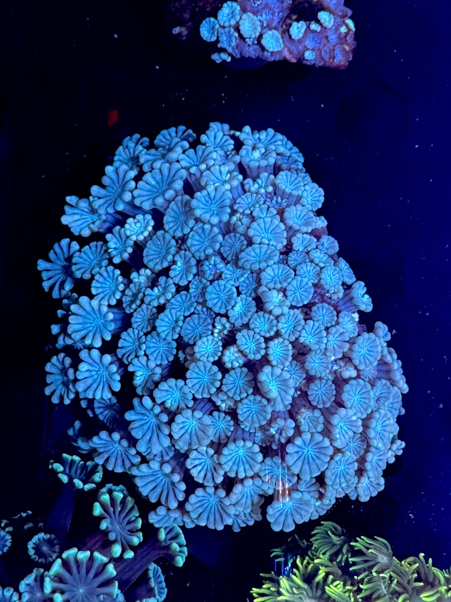 Pink Aleveopora WYSIWYG