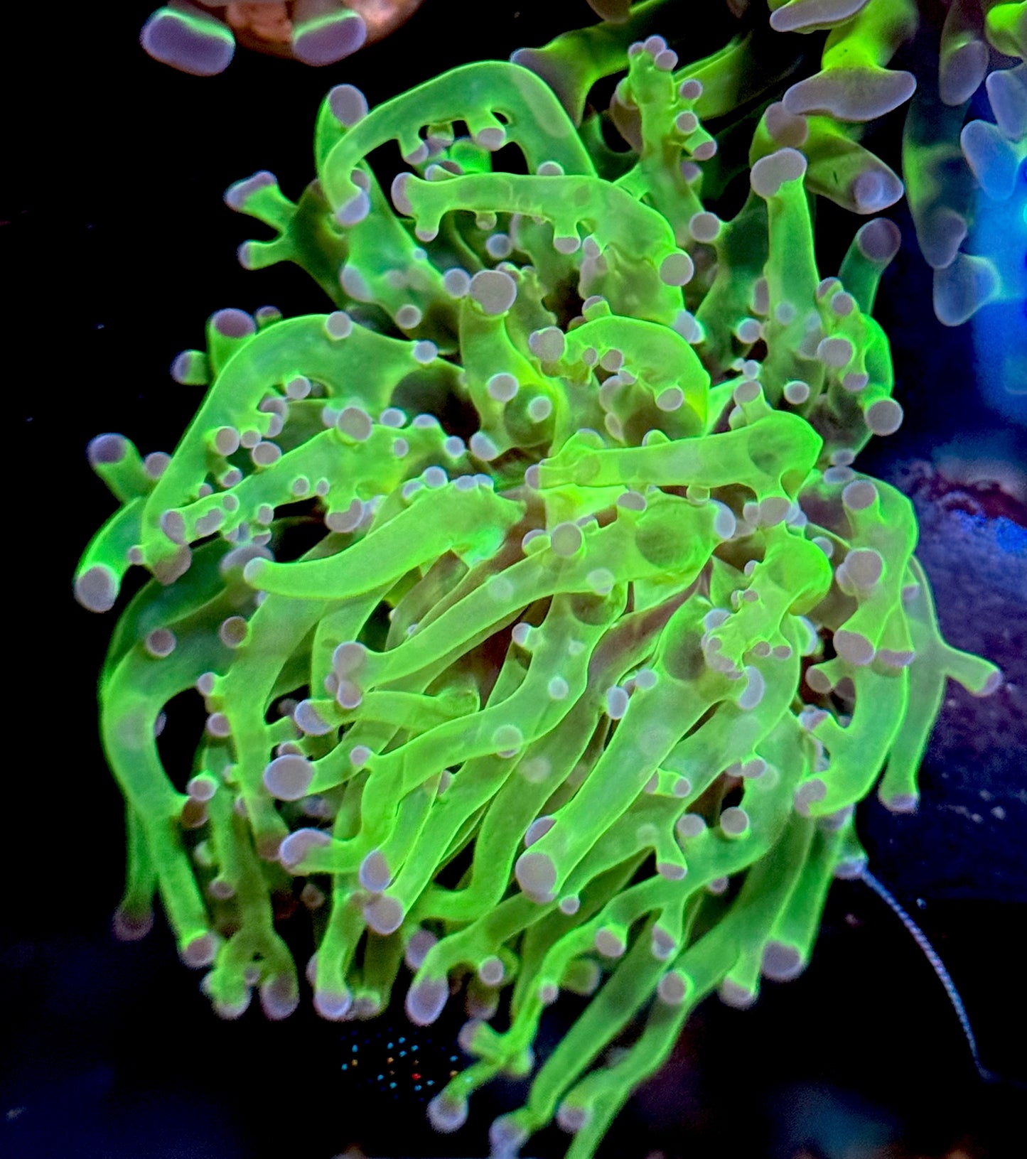 Neon green frogspawn WYSIWYG