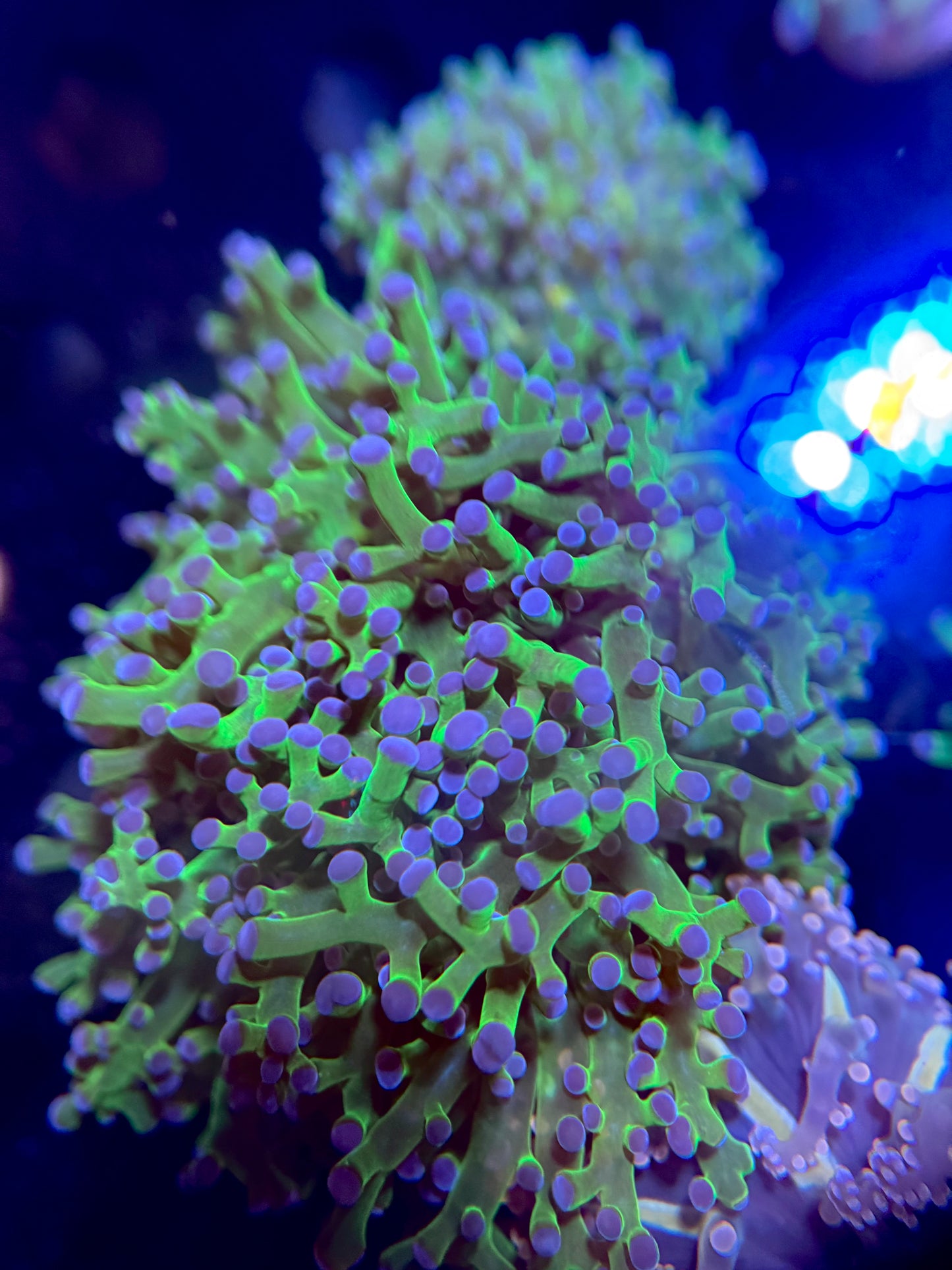 Indo Green/Purple tip Frogspawn