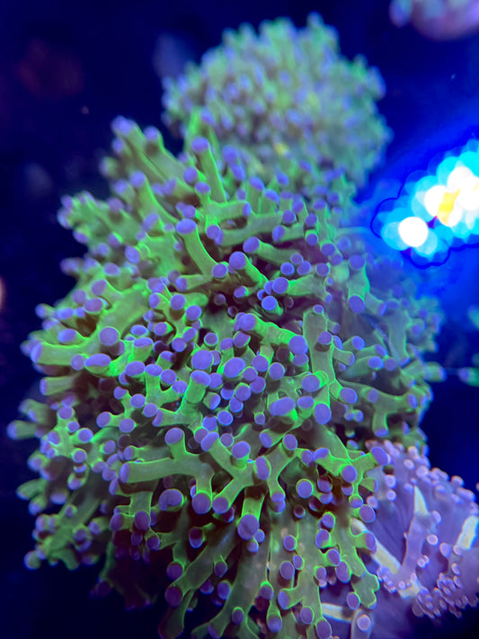 Indo Green/Purple tip Frogspawn