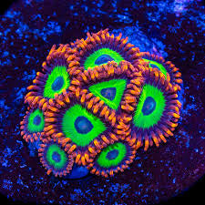 Emeralds on Fire Zoanthids