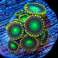 Dragon Zoanthids