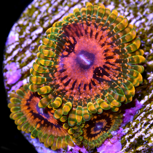 GMK Zoanthids