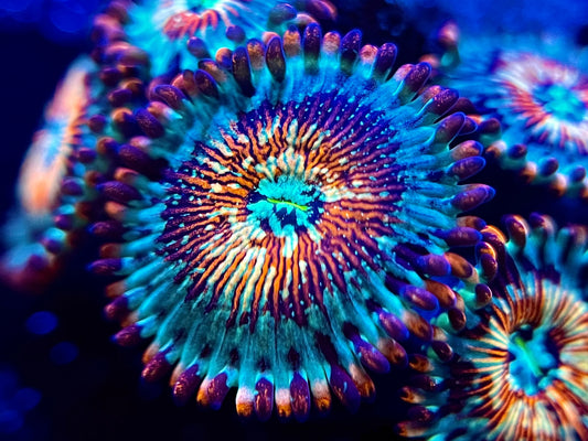 White Zombie Zoa's